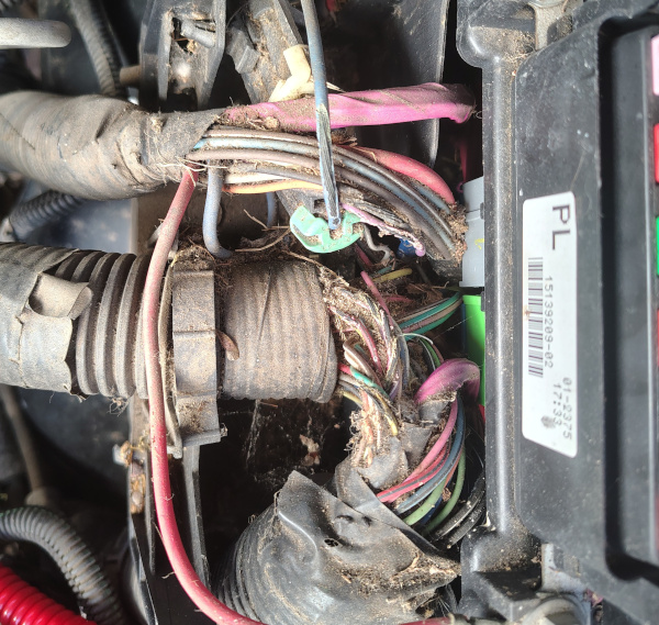 Picture of wiring damage caused by mice found while checking customers vehicle,